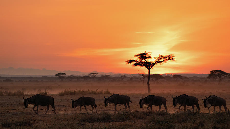 Sunrise in Amboseli #5 Photograph by Ewa Jermakowicz