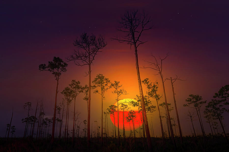 Sunrise in Everglades National Park  Photograph by Mark Andrew Thomas
