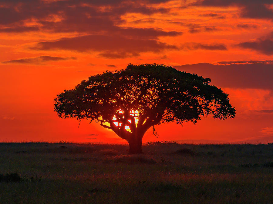 Sunrise in Maasai Mara  Photograph by Laura Hedien