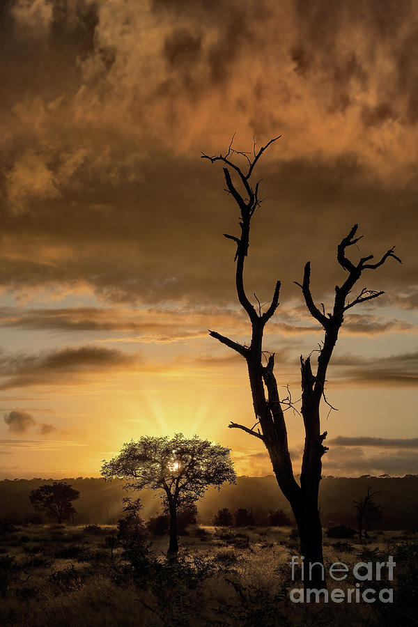 Sunrise In South Africa Photograph by Sandra Bronstein