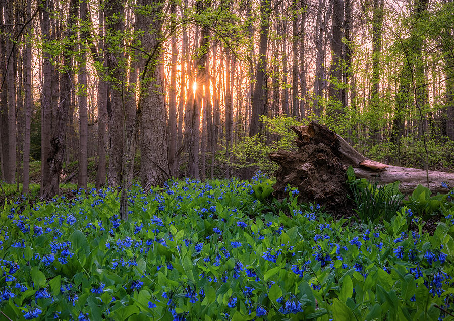Sunrise in the Bluebell Forest Photograph by Arthur Oleary