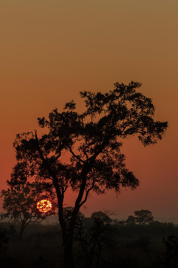 Sunrise in the Bush Photograph by MaryJane Sesto - Fine Art America