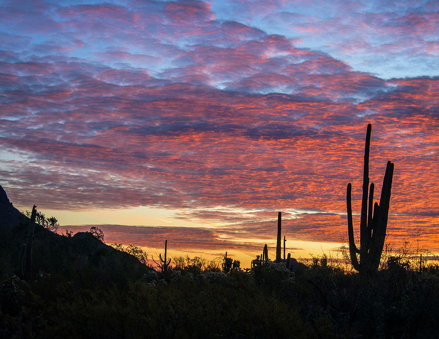 Sunrise in the Desert Photograph by Fran Yates - Fine Art America