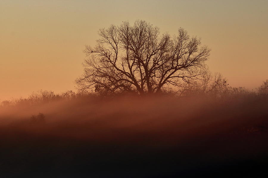 Sunrise in the Forest Photograph by Daniel Koglin
