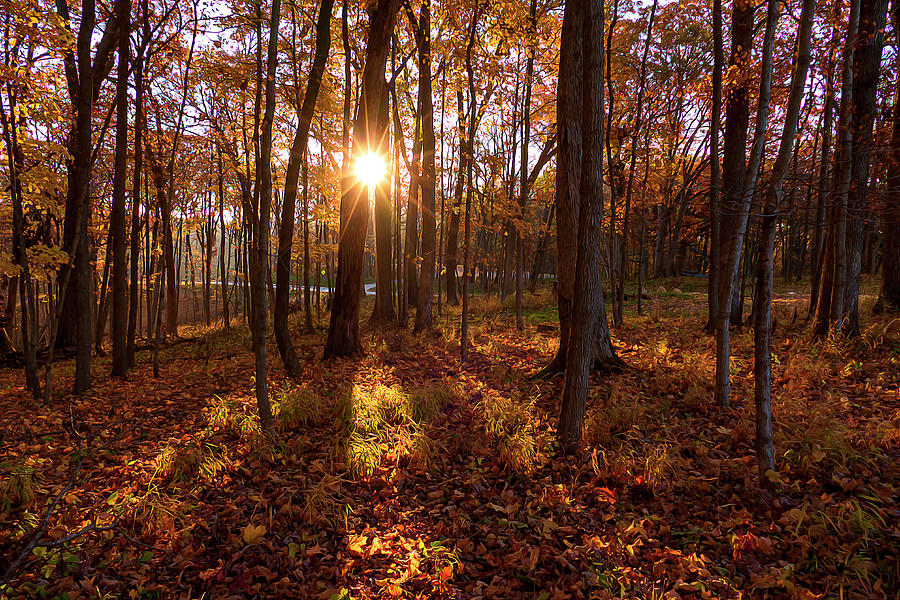 Sunrise in the Forest  Photograph by Sandra Js