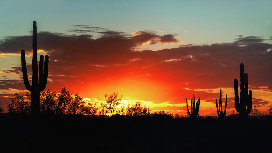 Sunrise In The Shadow Of The Saguaro  Photograph by Saija Lehtonen