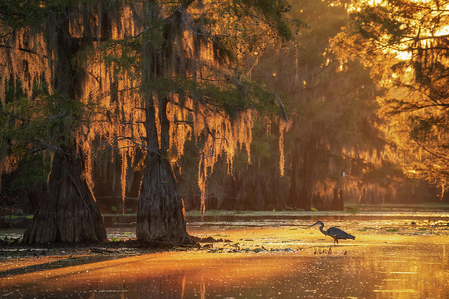 Sunrise in the swamp Photograph by Martin Podt - Fine Art America