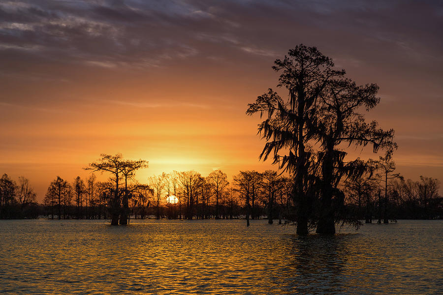Sunrise in the Swamp Photograph by Tim Stanley