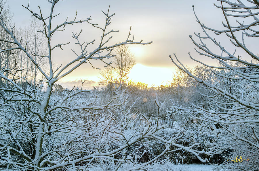 Sunrise in White Landscape Photograph by Elaine Berger