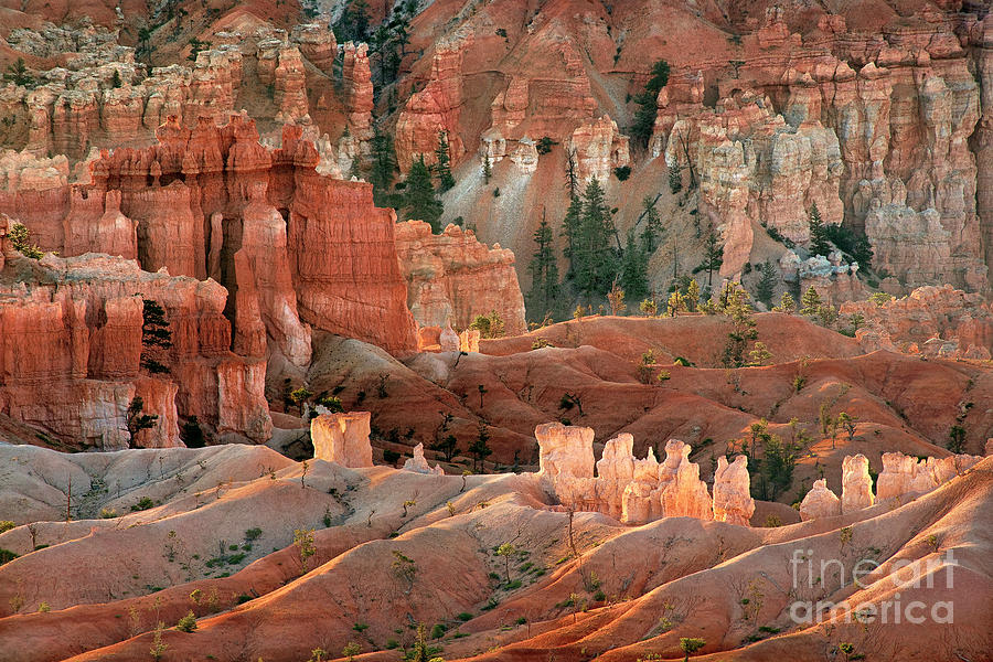Sunrise Light Bryce Canyon National Park Utah Photograph by Dave Welling