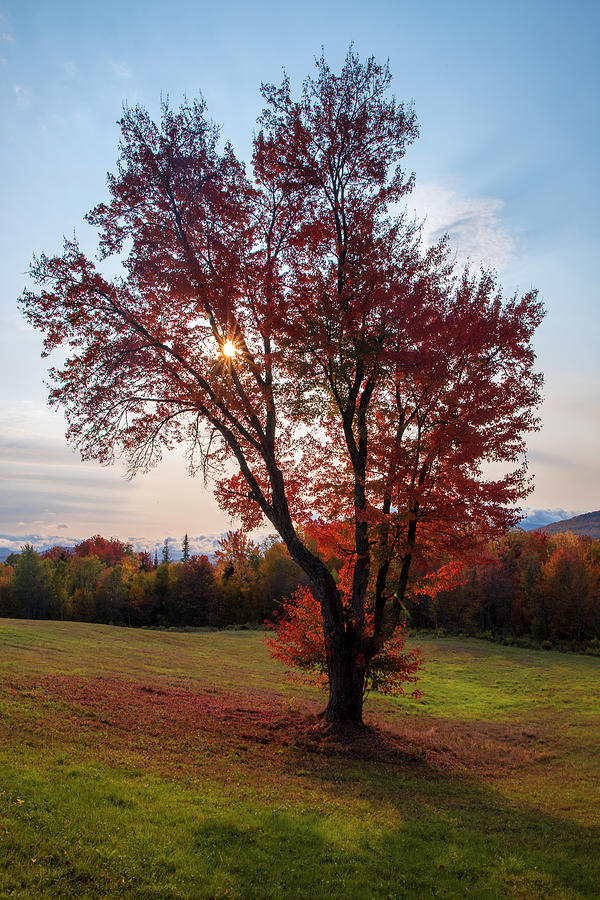 Sunrise Maple Photograph by White Mountain Images