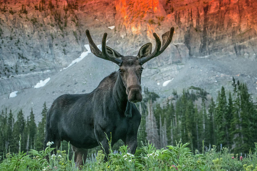 Sunrise Moose Photograph by Kent Keller