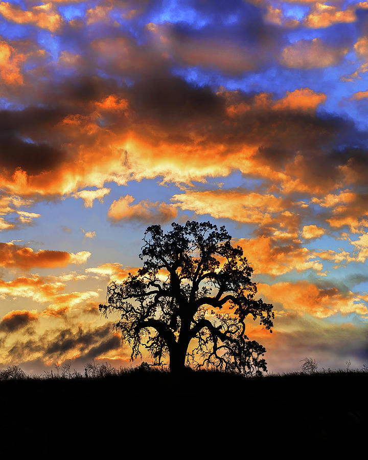 Sunrise Oak, Vertical Photograph by Don Schimmel