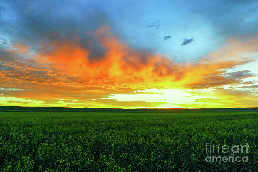 Sunrise on a North Dakota wheat feild Photograph by Jeff Swan