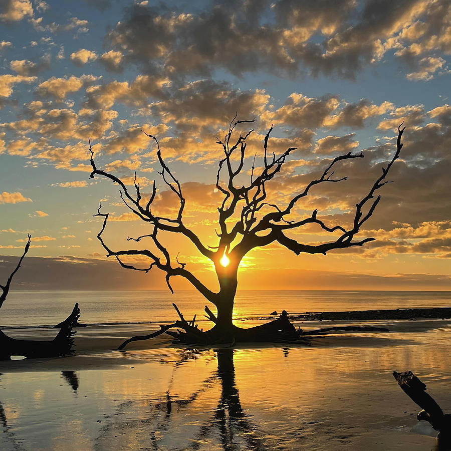 Sunrise on Driftwood Beach, Jekyll Island Photograph by CariAnn Sparks ...