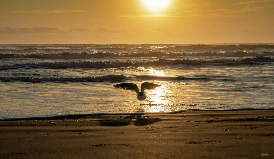 Sunset On The Ocean With Seagull Photograph