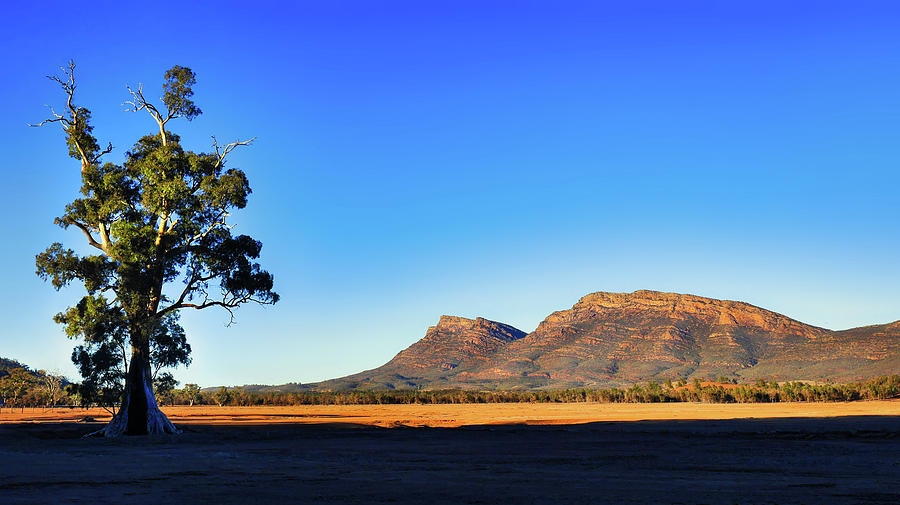 Sunrise on Wilpena Pound and Cazneaux Tree Photograph by Lexa Harpell