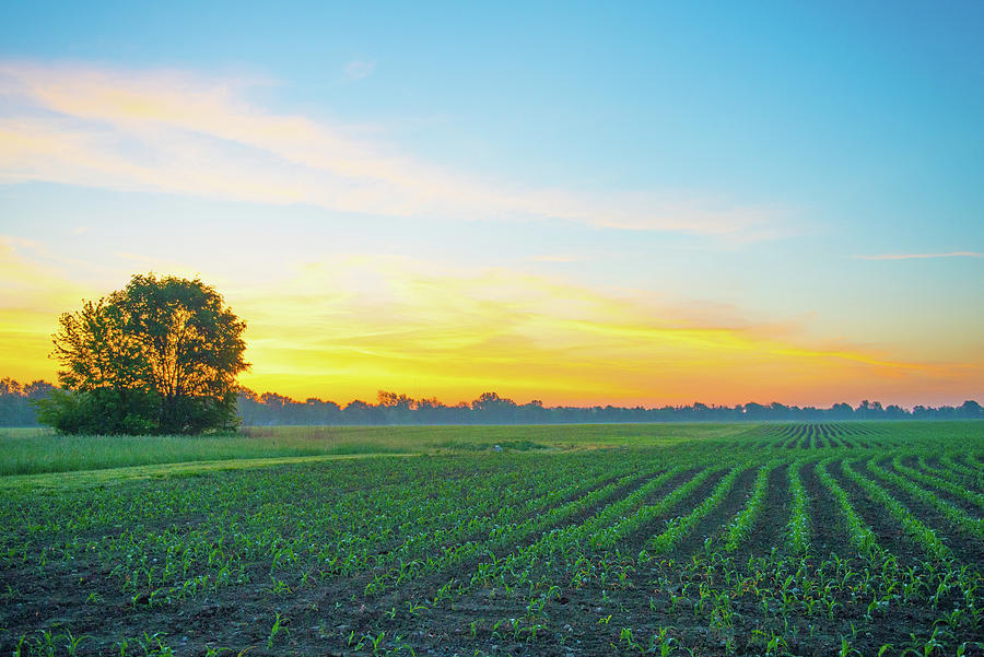 Sunrise Over A Young Corn Field Howard County Indiana Photograph By