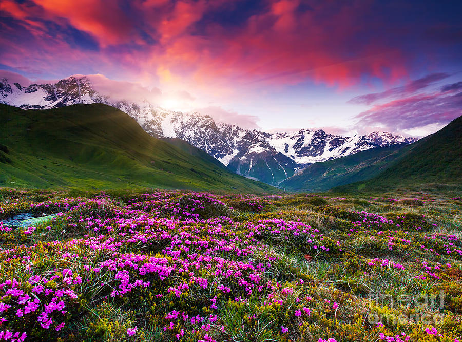 Sunrise over Australian mountains and lavender fields Photograph by ...