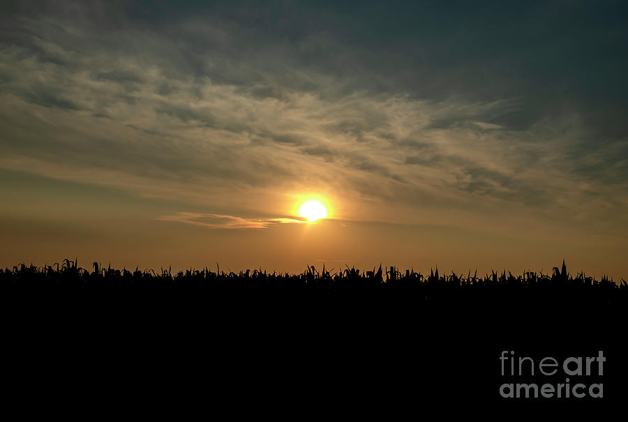 Sunrise over Corn Field Photograph by Sandra Js