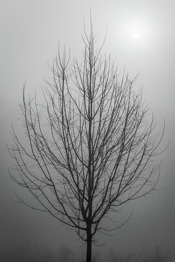 Sunrise Over Hibernating Tree in Fog Photograph by Mark Roger Bailey