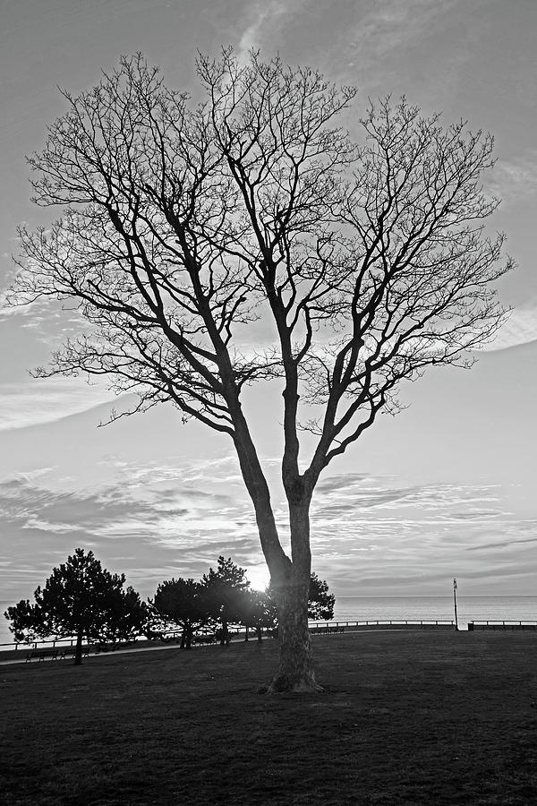 Sunrise over Red Rock Park Lynn Shore Drive Tree Black and White Photograph by Toby McGuire