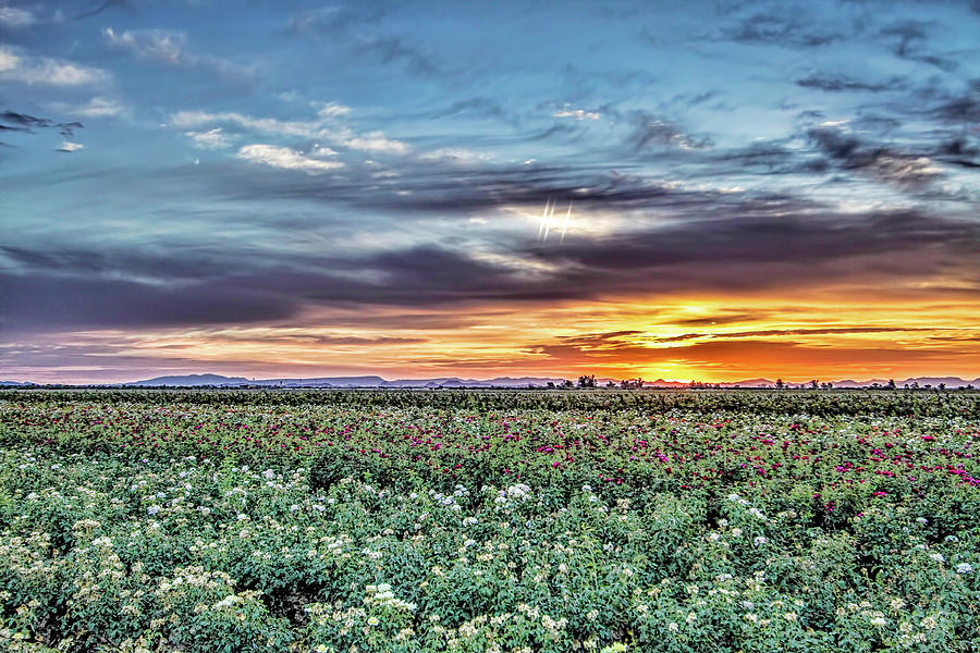 Sunrise Over Rose Fields Photograph by Randy Jackson