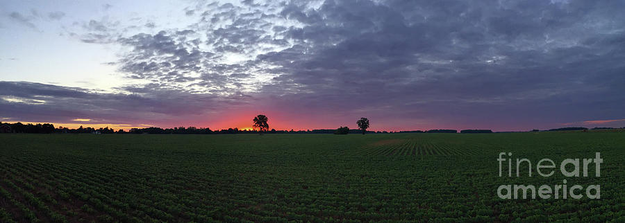 Sunrise Over Soybean Field 1917 Photograph by Jack Schultz