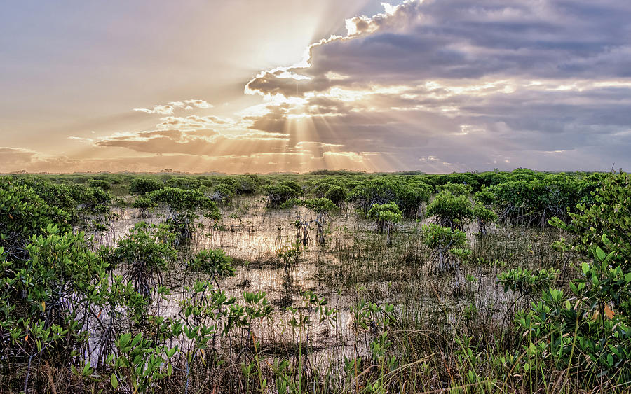 Sunrise over the Everglades Photograph by Travel Quest Photography
