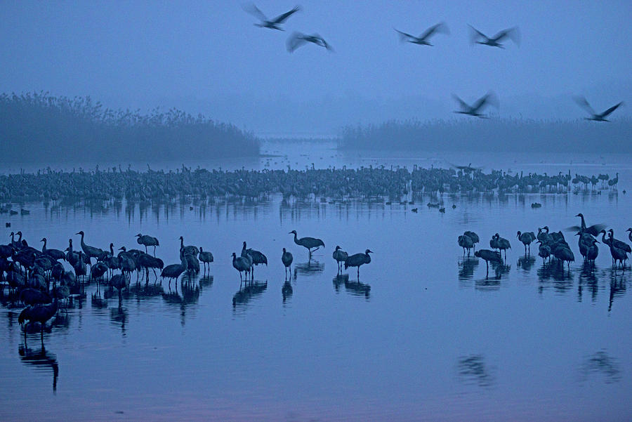 Sunrise over the Hula Valley 1 Photograph by Dubi Roman