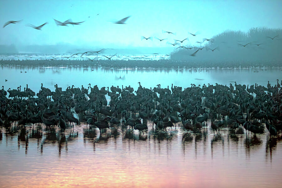Sunrise over the Hula Valley Israel 3 Photograph by Dubi Roman Sunrise over the Hula Valley Israel 3 Photograph by Dubi Roman