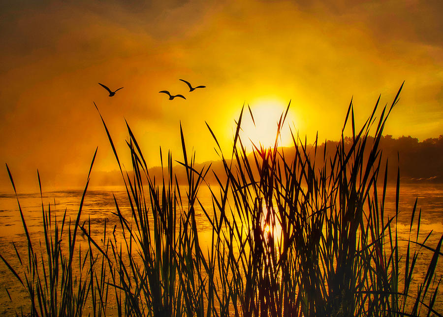 Sunrise Over the Marsh Photograph by Jack Wilson