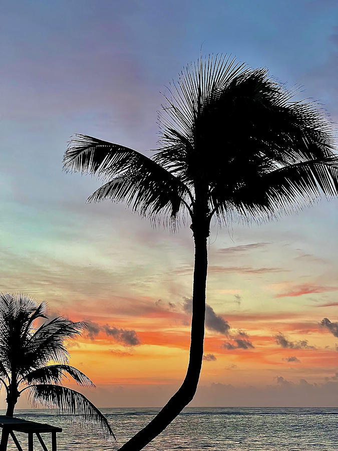Mayan Photograph - Sunrise Palm by Brian Eberly