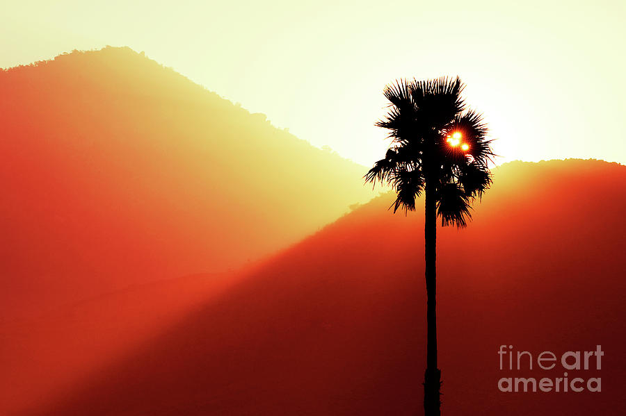 Sunrise Palm Photograph by Tim Gainey