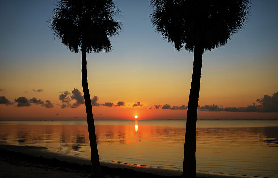 Sunrise palms Photograph by Al Hurley