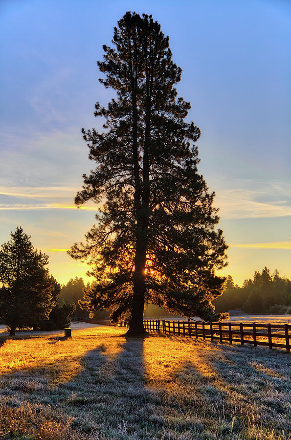 Sunrise Pine Photograph by Loyd Towe Photography