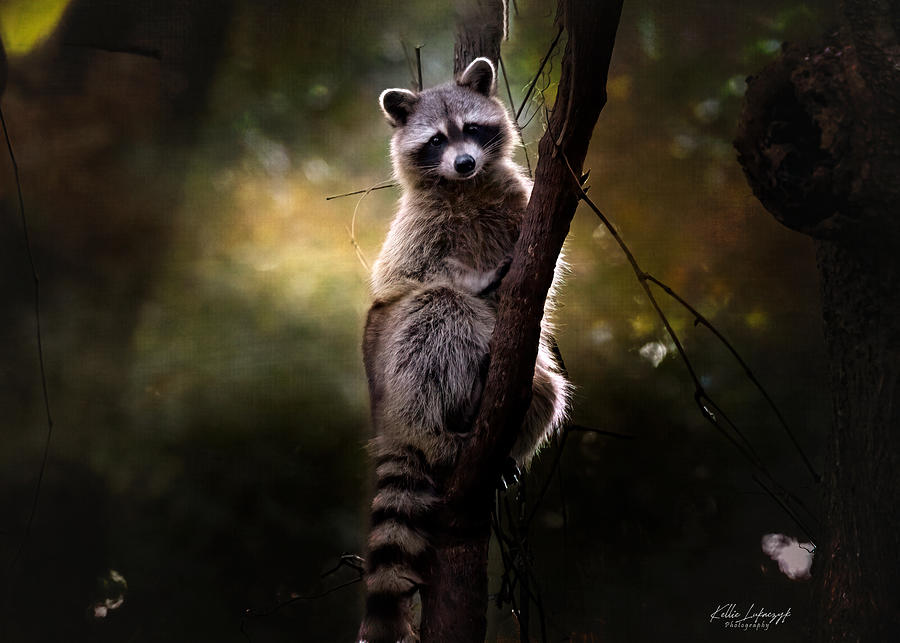 Sunrise Raccoon Photograph By Kellie Lukaczyk - Fine Art America