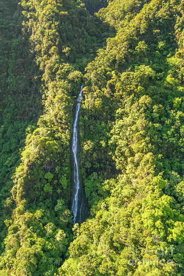 Tree Photograph - Sunrise Reaching a Wilderness Waterfall on Kauai by Nancy Gleason