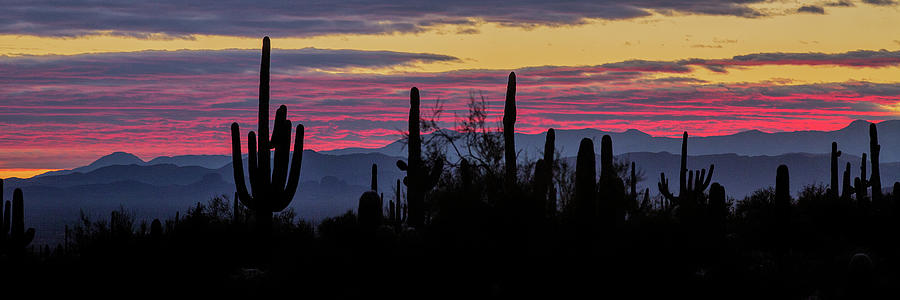 Sunrise - Saguaro National Park Photograph by William Rainey