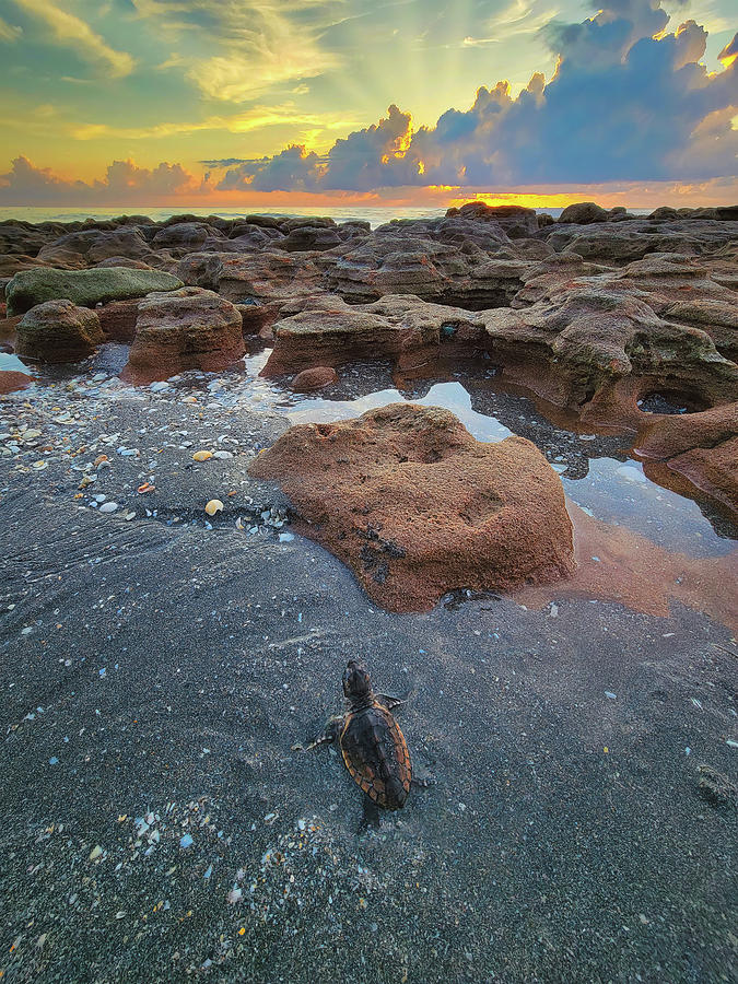 Sunrise Sea Turtle Hatchling A Magical Moment at Coral Cove Park Photograph by Kim Seng