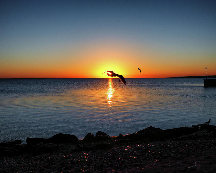Sunrise Seagull Silhouette Photograph by Bill Swartwout