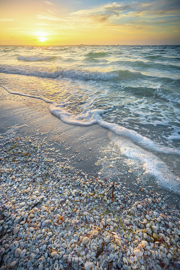 Sunrise Seashells At Sanibel Island Florida. Photograph by Jordan Hill
