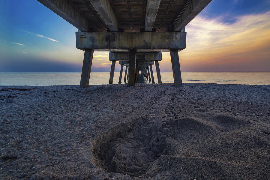 Sunrise Secrets Exploring Juno Beachs Sea Turtle Haven Photograph by Kim Seng