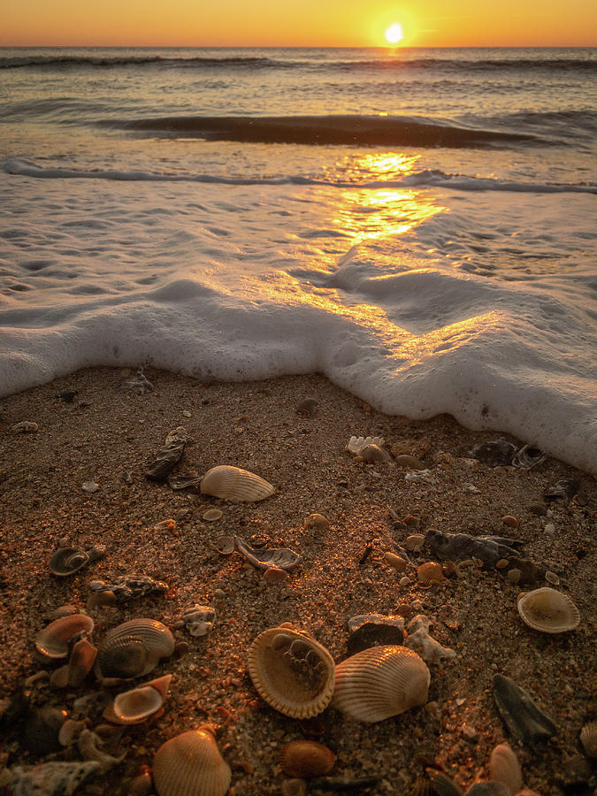 Sunrise Shells Photograph by Dawna Moore Photography