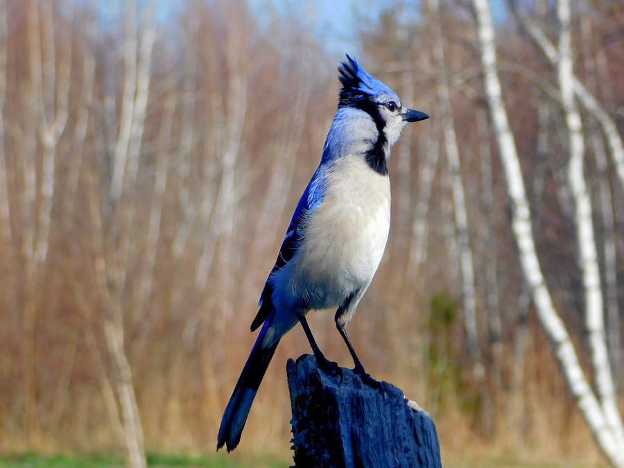 Blue Jay Photograph - Sunrise special by Karen Cook