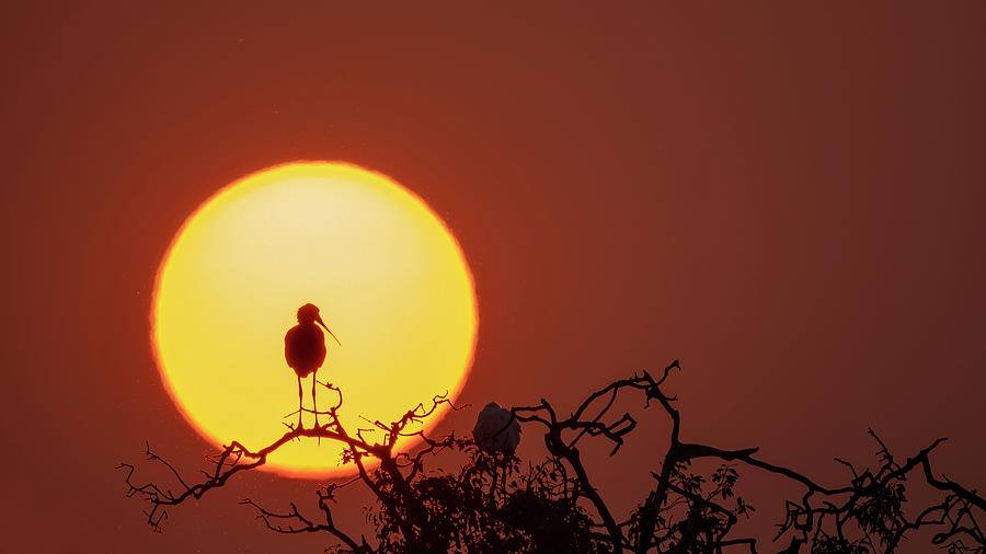 Sunrise Spoonbill Photograph by Jack Nevitt