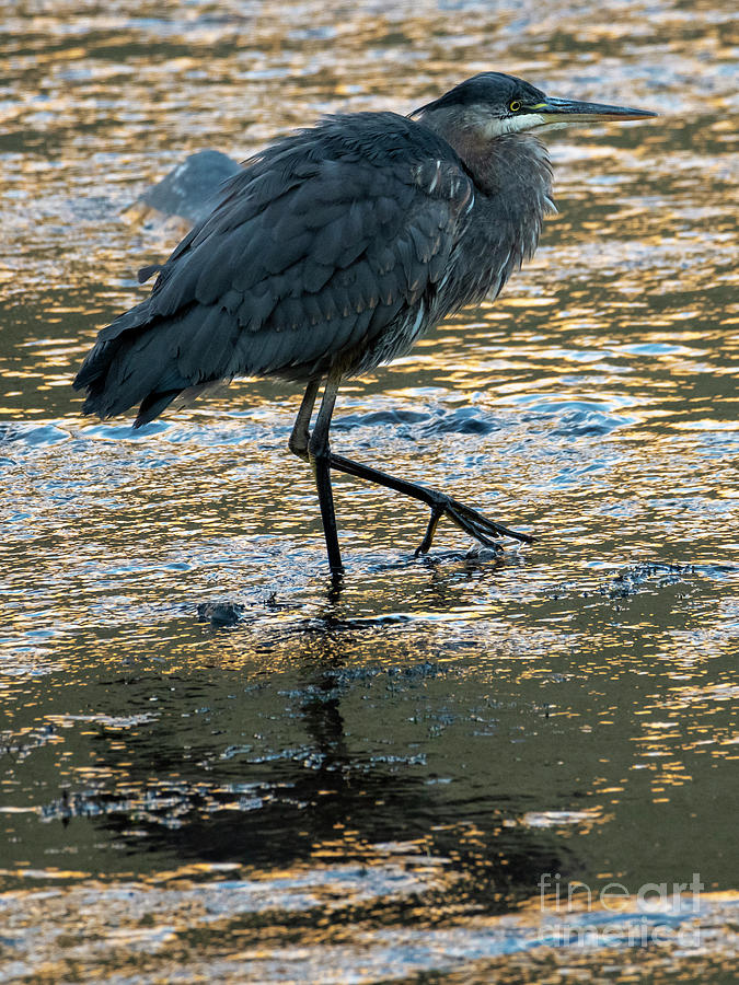 Sunrise Stroll Photograph by Michael Dawson