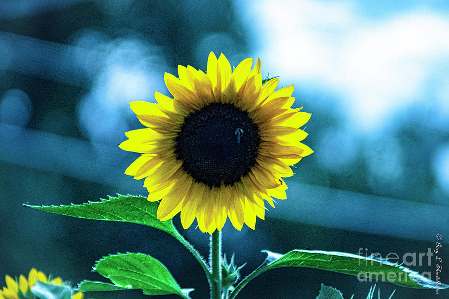 Sunrise Sunflower 7-13-2021 Photograph