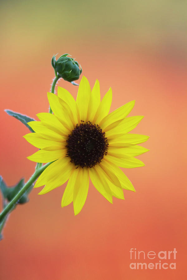 Sunrise sunflower Photograph by Ruth Jolly