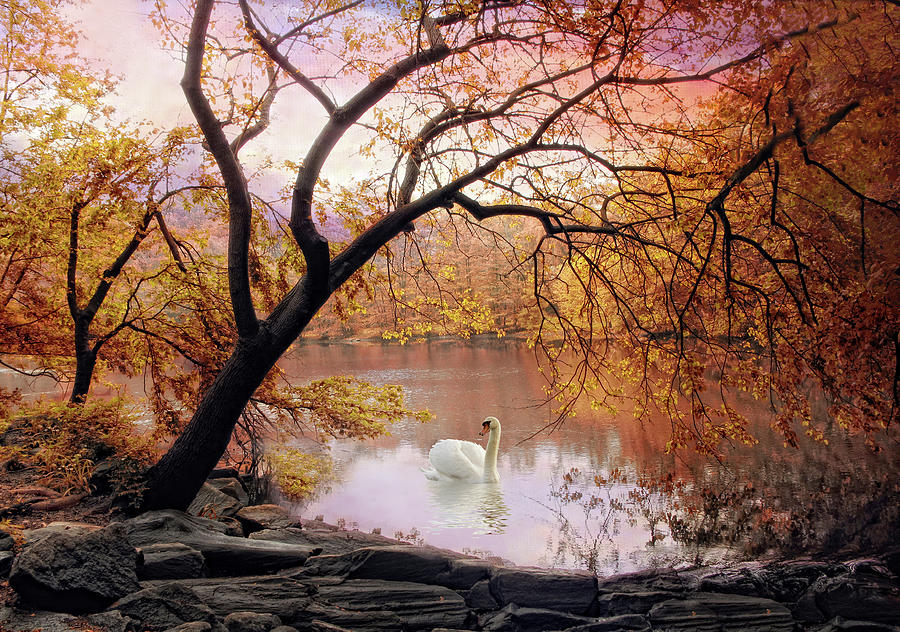 Sunrise Swan Photograph by Jessica Jenney